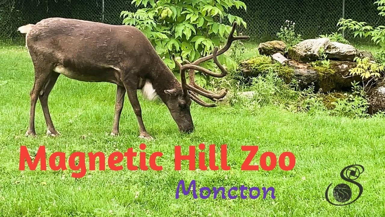 Magnetic Hill Zoo | Moncton, New Brunswick | August 2020