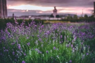 Lavender field featured image