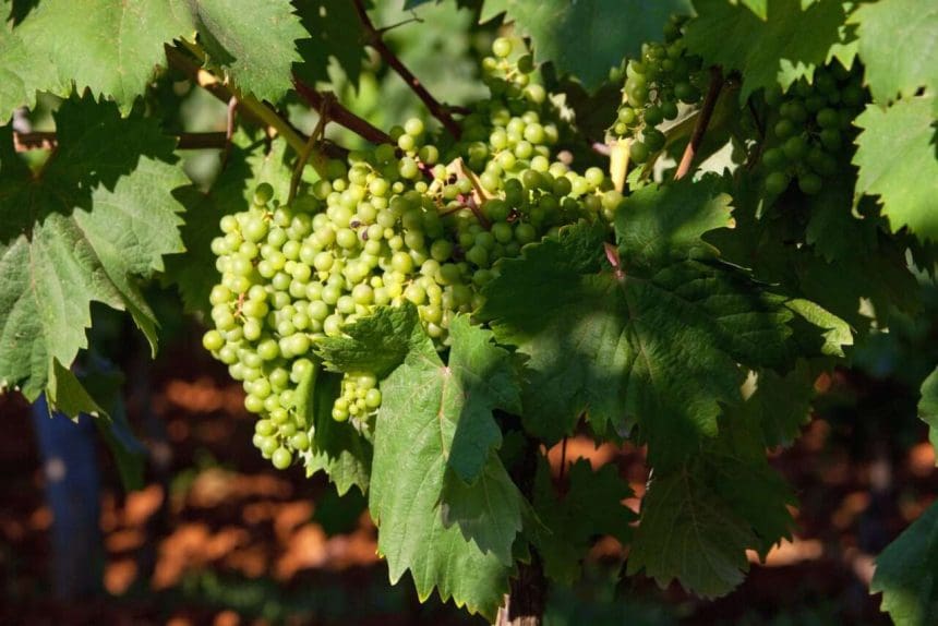 Prince Edward County Wineries