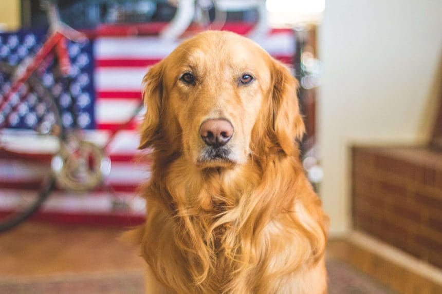 dog daycares calgary