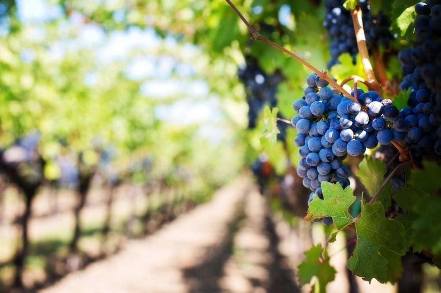 Top Niagara Wineries