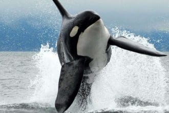 whale watching Vancouver