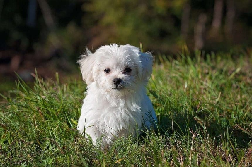 dog daycare Vancouver
