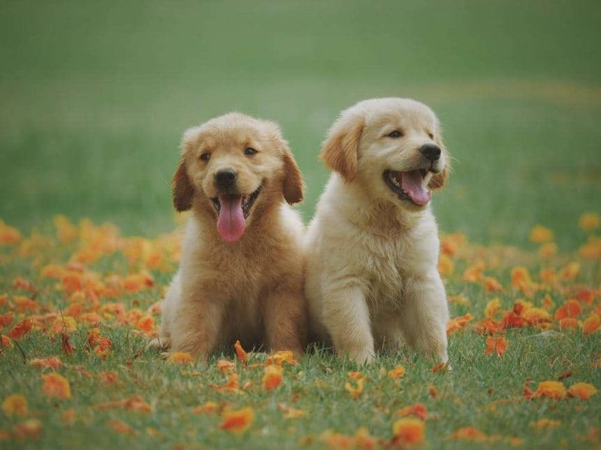 dog modeling agency canada