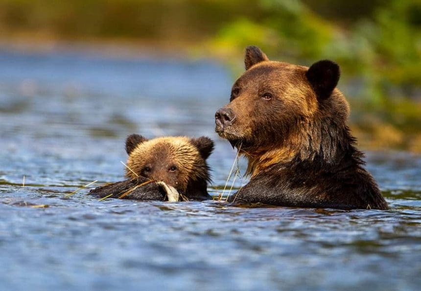 great bear rainforest