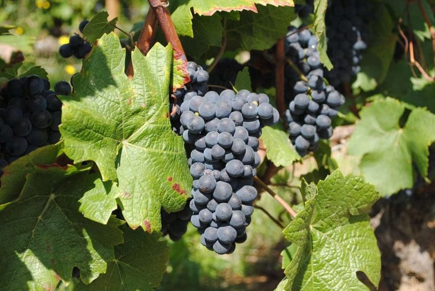 kelowna wine tours