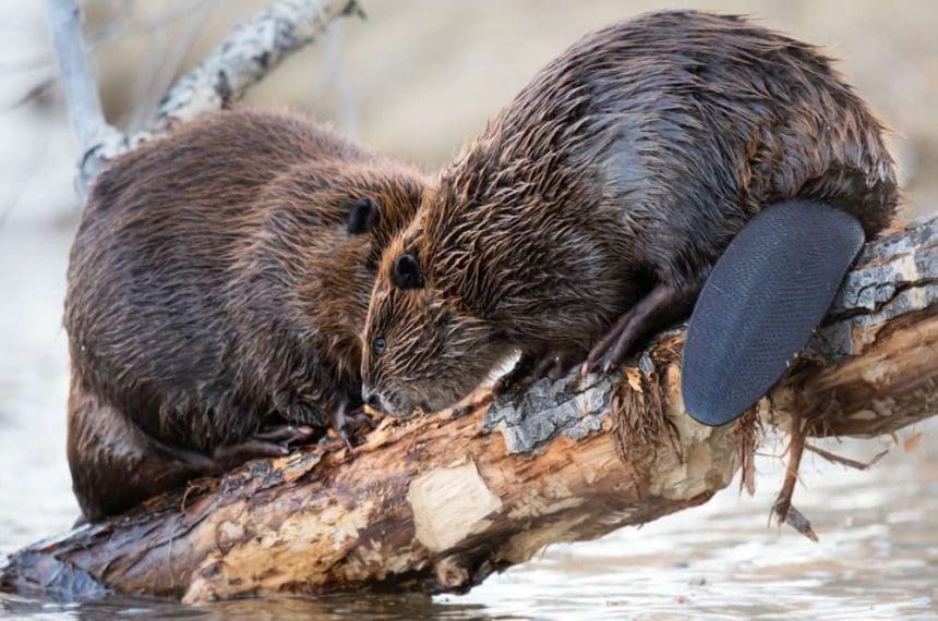 National animal of Canada