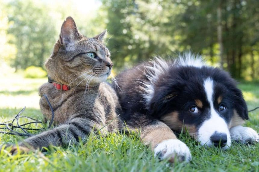 Toronto Animal Services
