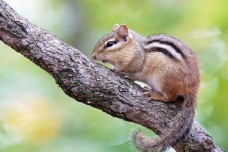Grundy lake provincial park