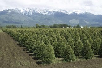 Christmas tree farm