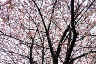 cherry blossom toronto