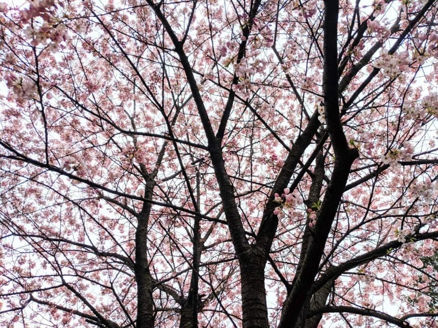 cherry blossom toronto