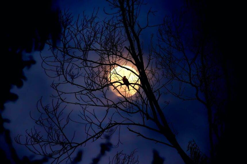 A spooky night with the full moon in the sky with the silhouette of dried twigs of a tree in the front.