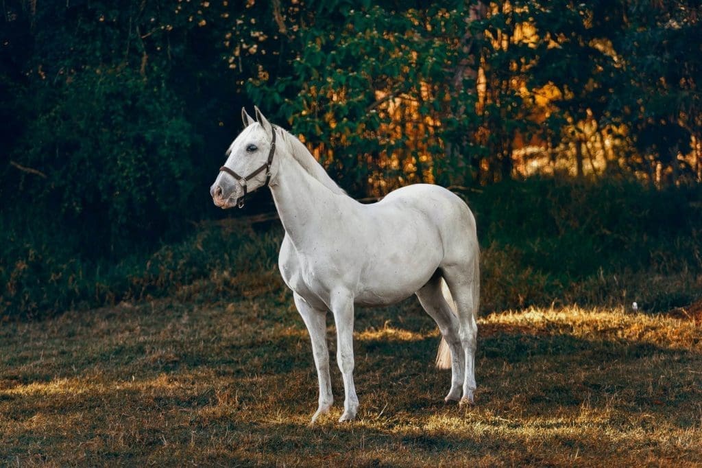 A while beautiful horse standing on the grass