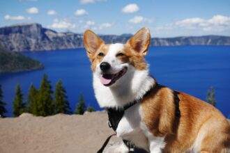 A dog sitting at a seashore beside a beach.