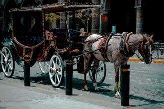 A brown horse carriage with a greyish-white horse.