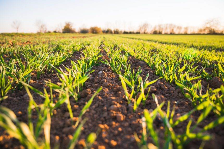 How Biopesticides and Biofertilizers Can Help in Sustainable Agriculture
