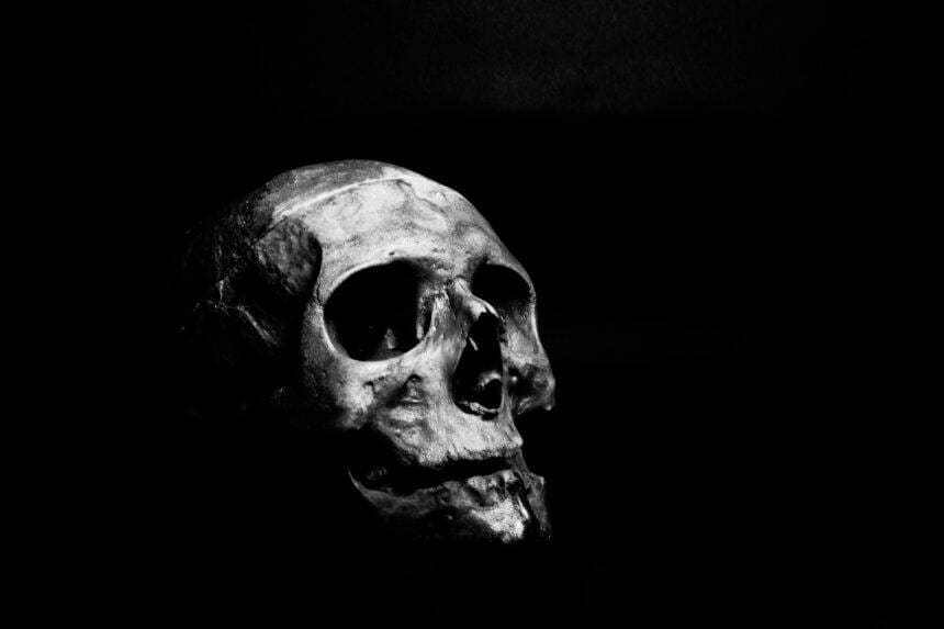 Image of the skeleton