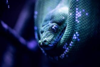 Close-up of a green tree python