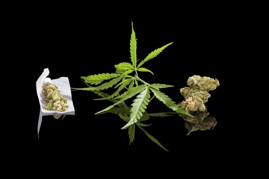 Cannabis leaf and buds on black background