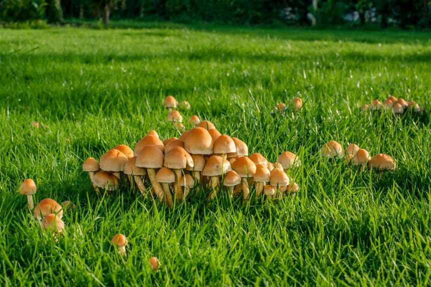 Cluster of wild mushrooms growing in a grassy field.